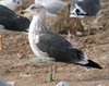 3cy LBBG in November, ringed in the Netherlands. (91383 bytes)